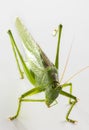 Big green grasshopper on white background close up Royalty Free Stock Photo