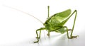 Big green grasshopper on white background close up Royalty Free Stock Photo