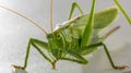 Big green grasshopper on white background close up Royalty Free Stock Photo