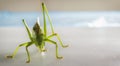 Big green grasshopper on white background close up Royalty Free Stock Photo