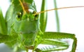 Big green grasshopper on white background close up Royalty Free Stock Photo