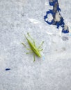 Big green grasshopper on white background Royalty Free Stock Photo