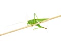 Big green grasshopper on wooden stick isolated on white Royalty Free Stock Photo