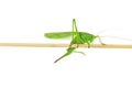 Big green grasshopper on wooden stick isolated on white background Royalty Free Stock Photo