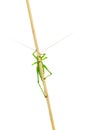 Big green grasshopper on wooden stick isolated on white background Royalty Free Stock Photo