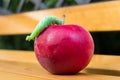 Big green hawk-moth caterpillar on red apple - Mimas tiliae Royalty Free Stock Photo