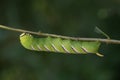 Big green hawk moth - sphinx ligustri