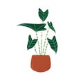 Big green houseplant in pot. Alocasia Zebrina growing in clay planter. Foliage interior house plant. Colored flat vector Royalty Free Stock Photo