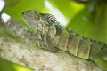 Big green iguana resting in green tropical tree