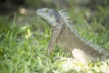 Big green iguana resting in green tropical tree