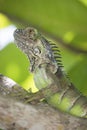 Big green iguana resting in green tropical tree in portrait view