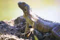 Big green Iguana standing on lava rocks in Grand Cayman Islands