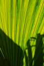 A big green leaf