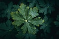 Big green leaf of Bigroot Geranium