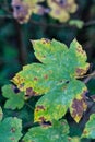 Big green leaf with brown spots, some kind of disease