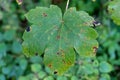 Big green leaf with brown spots, some kind of disease