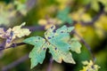 Big green leaf with brown spots, some kind of disease