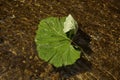 A large leaf of green burdock floating in the water Royalty Free Stock Photo