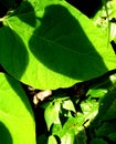 THREE SHADOWS ON BIG GREEN LEAF