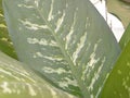 Big green leaf of Dumbcane Dieffenbachia plant