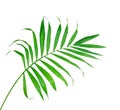 Big Green Leaf of Fern Isolated On The White Royalty Free Stock Photo