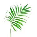 Big Green Leaf of Fern Isolated On The White Royalty Free Stock Photo