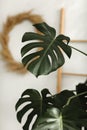 Big green leaf for flower arrangement. Monstera leaf. Popular choice of florist using exotic jungle plant leaf. green leaves.