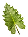 Big green leaf for flower arrangement, Monstera leaf, Popular choice of florist using exotic jungle plant leaf