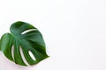 Big green leaf for flower arrangement. Monstera leaf. Popular choice of florist using exotic jungle plant leaf