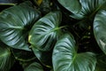 Big green leaf for flower arrangement.