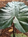 the Big Green Leaf in The Garden Royalty Free Stock Photo