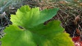 Big green leaf of grape plant closeup on dry brown grass background. Fresh grapevine leaf is fallen to ground in autumn season. Royalty Free Stock Photo