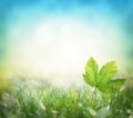 Big green leaf with green grass background Royalty Free Stock Photo