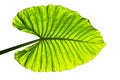 Big green leaf isolate on white background, leaf texture