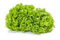 Big green leaf lettuce Royalty Free Stock Photo