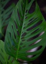 Big green leaf monstera-leaf with holes Royalty Free Stock Photo