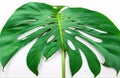 Big green leaf of Monstera isolated on white background Royalty Free Stock Photo