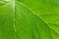 Big green leaf of a plant close up. Streaks, arteries and the structure of the plant to the light Royalty Free Stock Photo