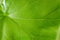 Big green leaf of a plant close up. Streaks, arteries and the structure of the plant to the light Royalty Free Stock Photo