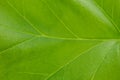 Big green leaf of a plant close up. Streaks, arteries and the structure of the plant to the light Royalty Free Stock Photo