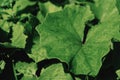 Big green leaf of a plant closeup Royalty Free Stock Photo
