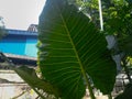big green leaf plant in garden Royalty Free Stock Photo
