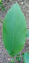 A big green leaf after raining Royalty Free Stock Photo