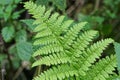 A big green leaf on a stalk of a wild fern plant Royalty Free Stock Photo