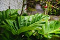 Big green leaf on tropical island close up Royalty Free Stock Photo