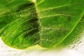 Big green leaf Royalty Free Stock Photo