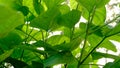 Big green leaf on a white background Royalty Free Stock Photo