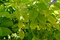 Big green leaf on a white background Royalty Free Stock Photo