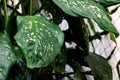 The Big green leaf of wild plant Royalty Free Stock Photo