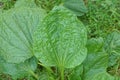 A big green leaf of a wild  plantain plant Royalty Free Stock Photo